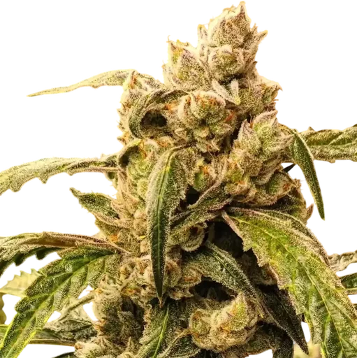 Banana Jealousy IBL AUTO
