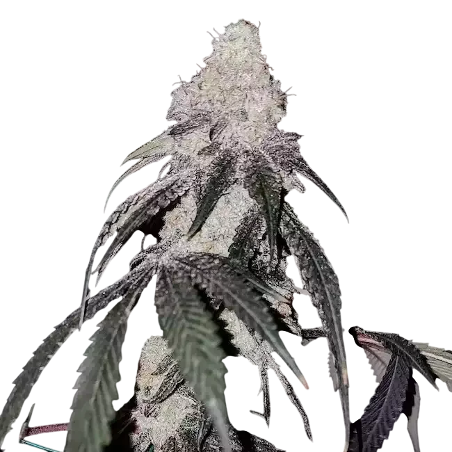 Battle Axe R1 | PHOTOFEM | Ethos Genetics
