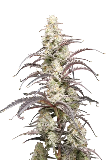 Berry Taboo