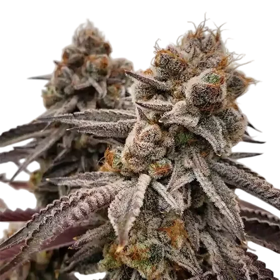 Big Detroit Energy R1 | PHOTOFEM | Ethos Genetics