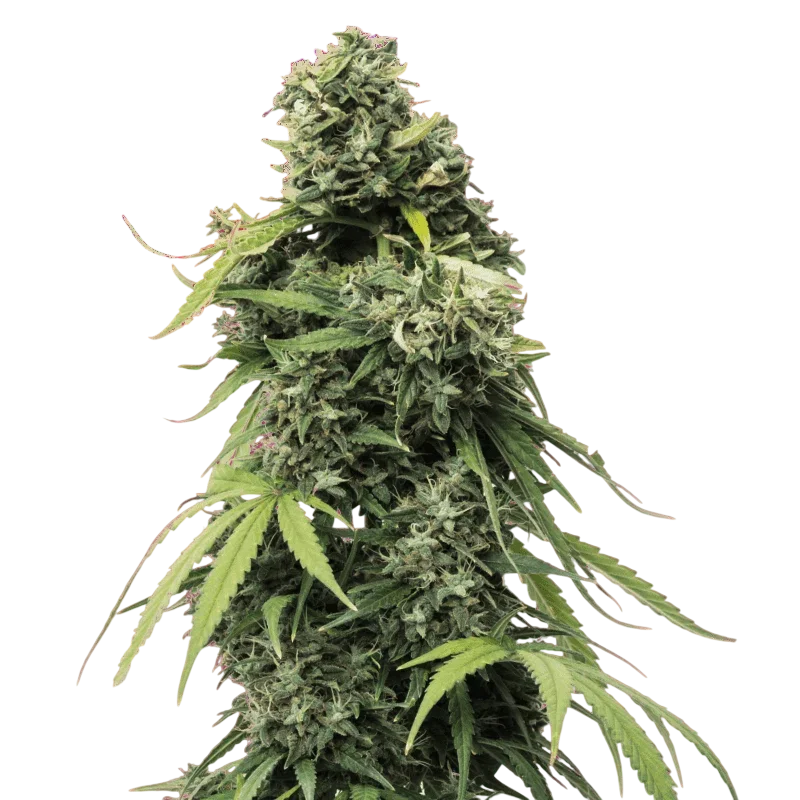 Black Widow | PHOTOFEM | Nirvana Seeds