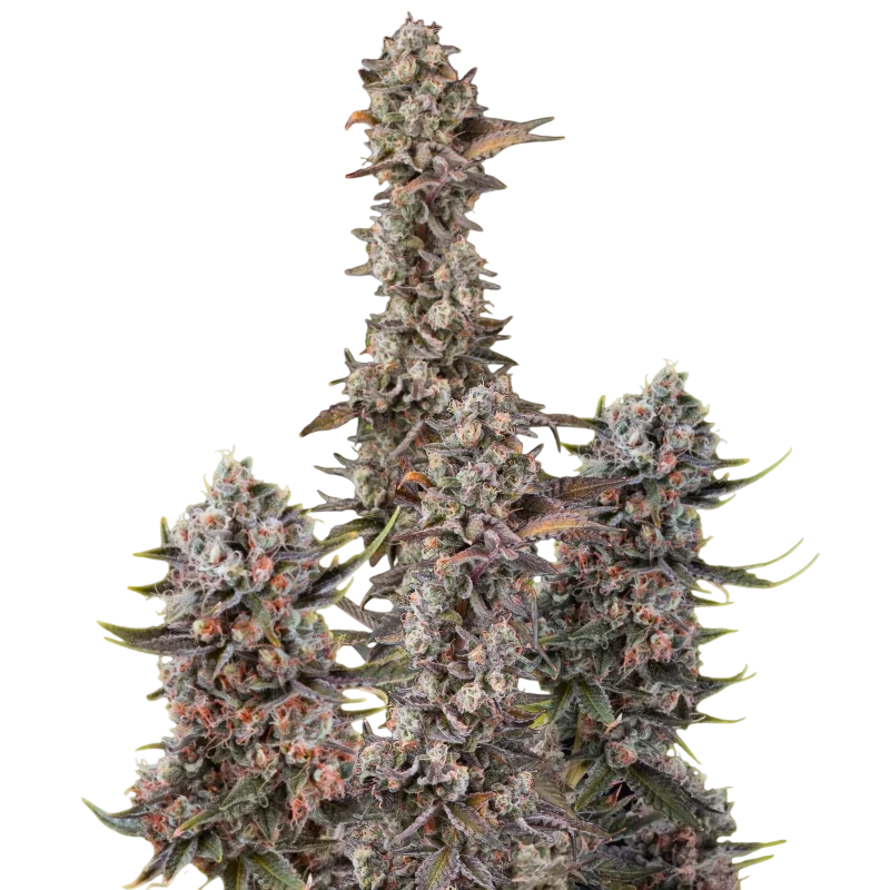 Blue Mystic Auto | AUTOFEM | Nirvana Seeds