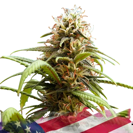 Bruce Banner