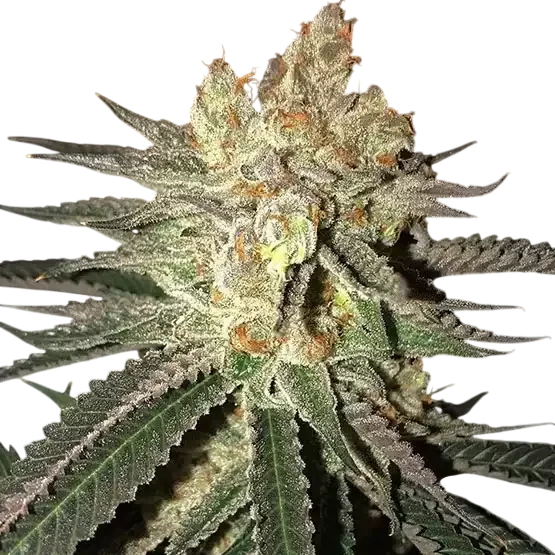 Citral Flo BX1 | PHOTOREG | Ethos Genetics