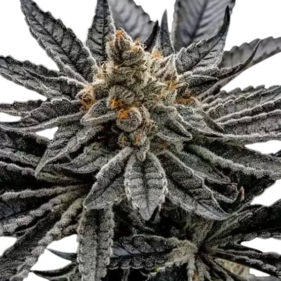 End Game R2 | PHOTOFEM | Ethos Genetics
