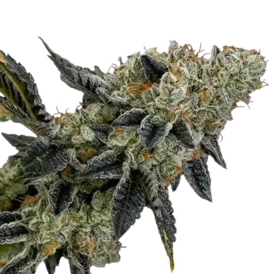End Game RBX EC #4 Line | PHOTOFEM | Ethos Genetics