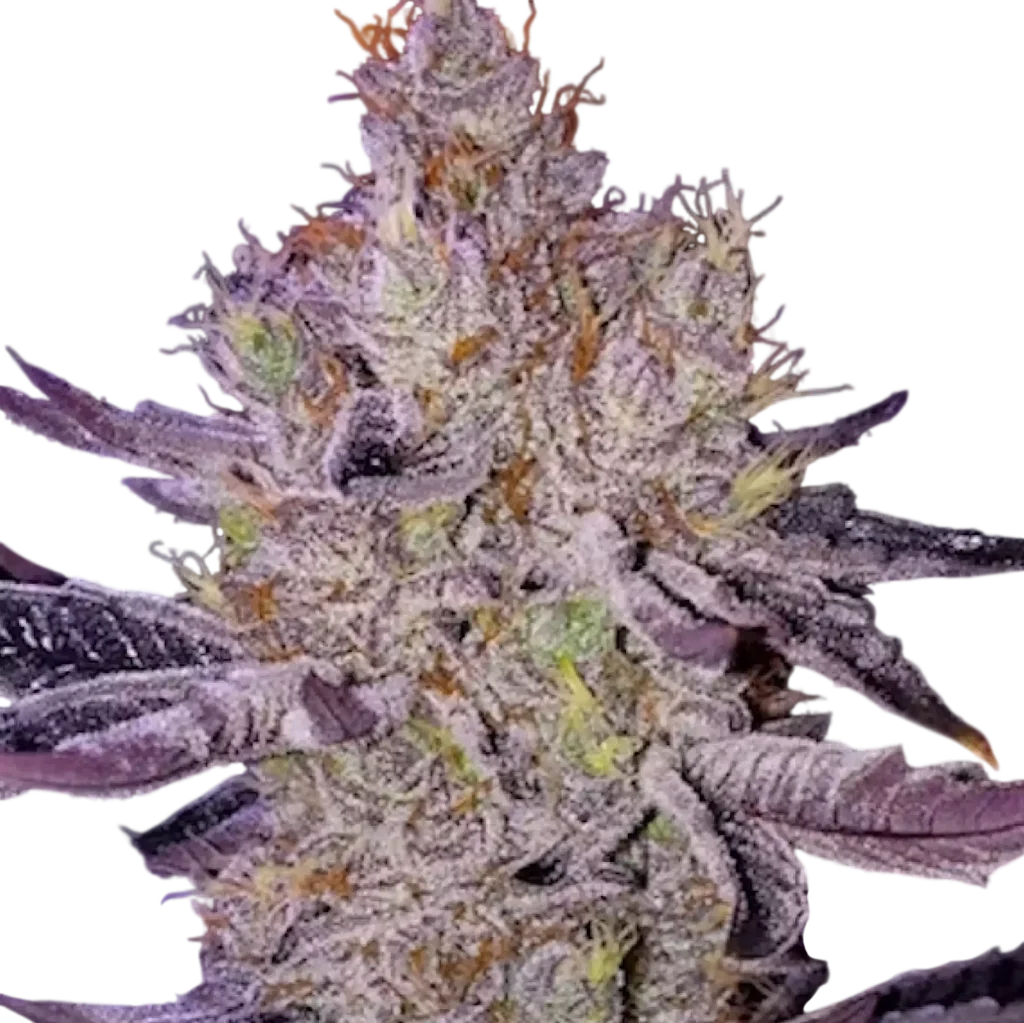Ethos Apex F-1 | PHOTOREG | Ethos Genetics