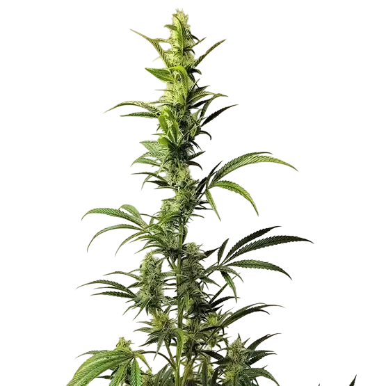 Ethos Haze IBL – Produktansicht