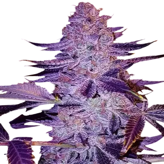 Forbidden Zkittlez BX2 | PHOTOREG | Ethos Genetics