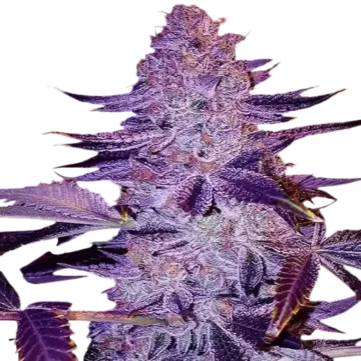 Forbidden Zkittlez BX2