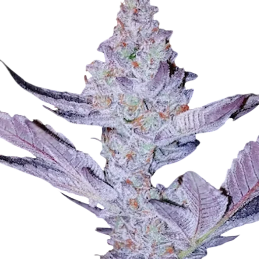 GMO Zkittlez F1