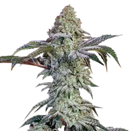 Grandpa's Cookies #6 S1 | PHOTOFEM | Ethos Genetics