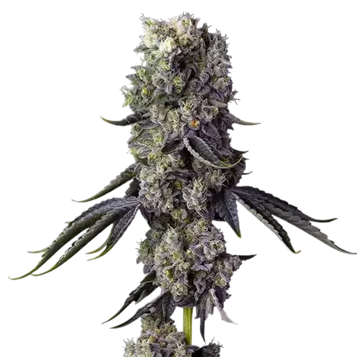 Grandpa’s Cookies R1