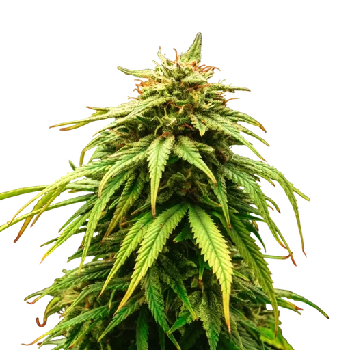Green Crack