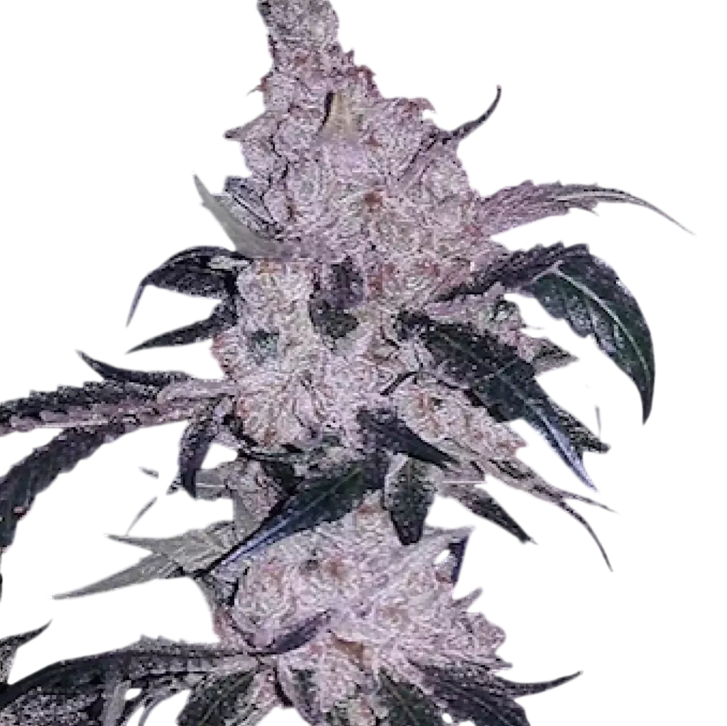 Headband Cookies BX1 | PHOTOREG | Ethos Genetics