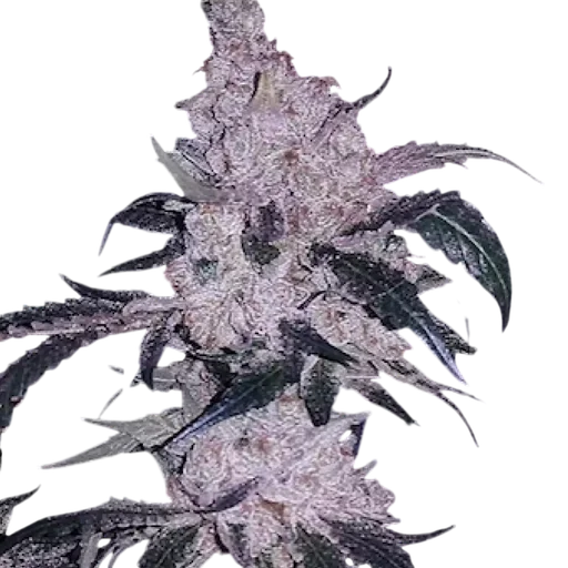 Headband Cookies BX1