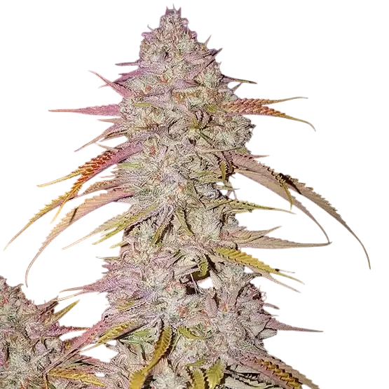 Lemon OG Haze F-4 | PHOTOREG | Ethos Genetics