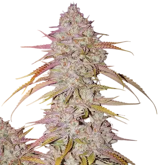 Lemon OG Haze F-4 | PHOTOREG | Ethos Genetics