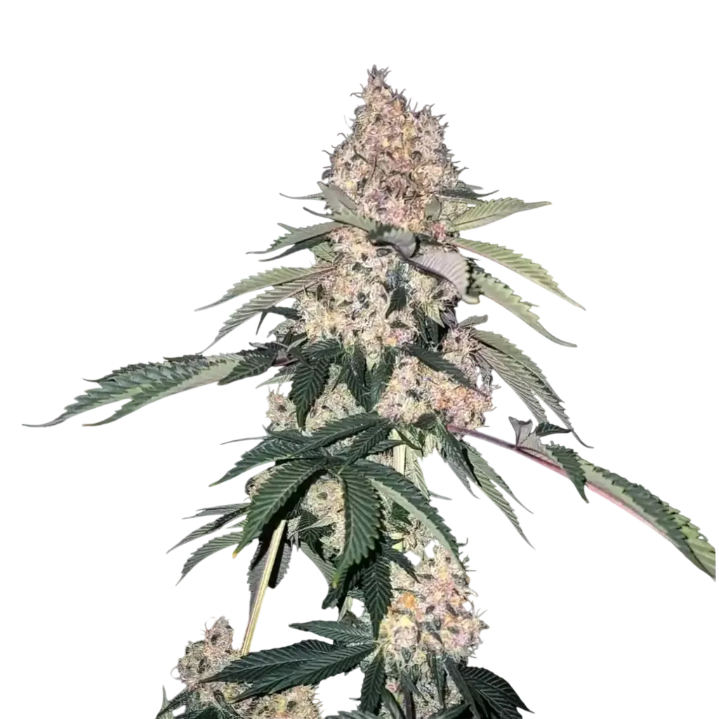 Lemon Whhip Haze (SLH IBL B Line) | PHOTOFEM | Ethos Genetics