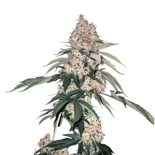 Lemon Whhip Haze (SLH IBL B Line)