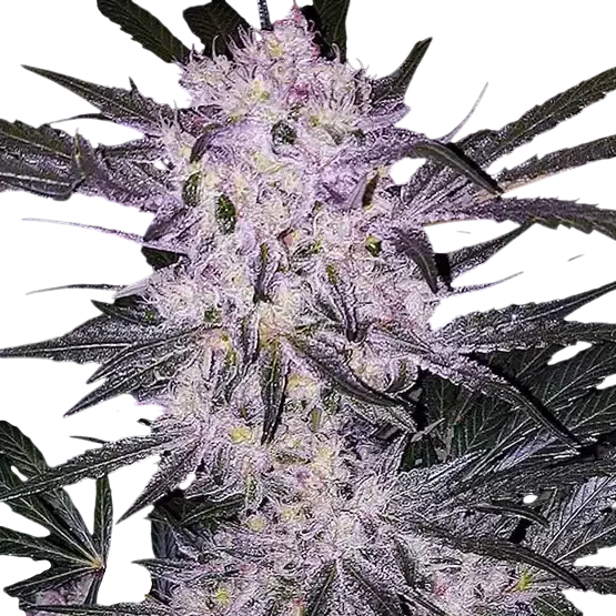 Lilac Cookies BX2 | PHOTOREG | Ethos Genetics
