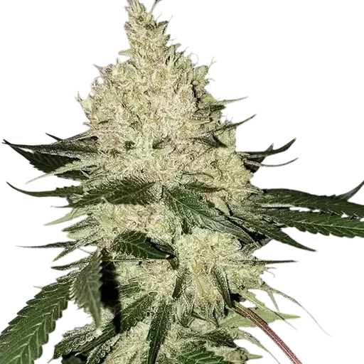 Lilac Diesel BX4
