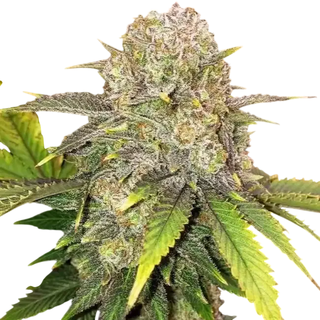 Master Kush Rbx | PHOTOFEM | Ethos Genetics