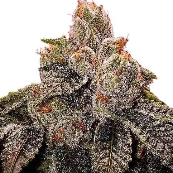 Ogdlux BX3 | PHOTOREG | Ethos Genetics