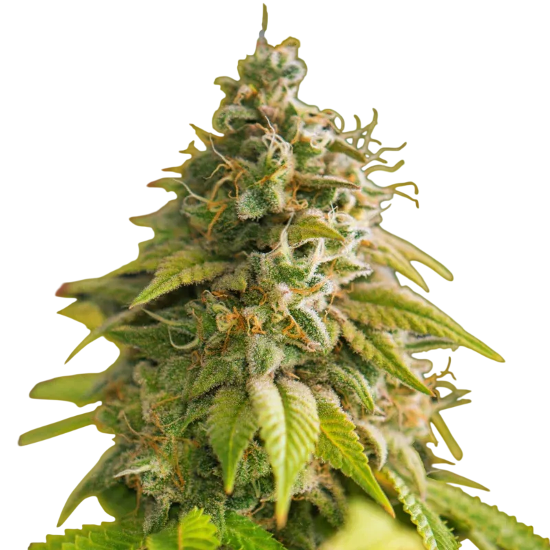 Papaya | PHOTOFEM | Nirvana Seeds