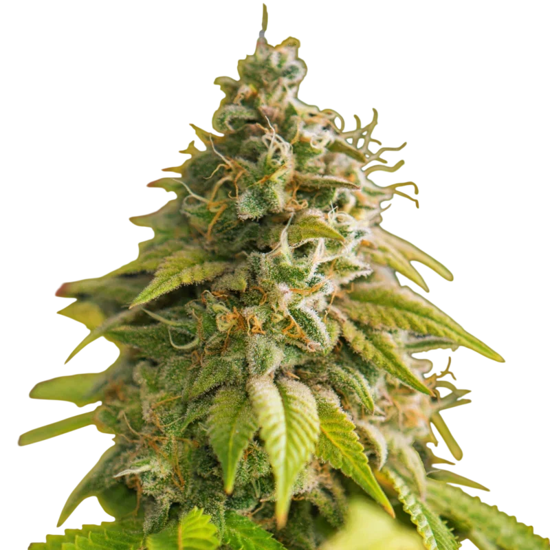 Papaya | PHOTOFEM | Nirvana Seeds
