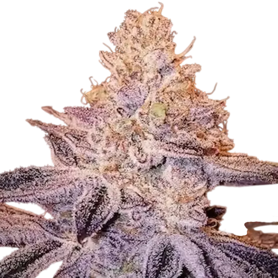 Peach Crescendo F-1 | PHOTOREG | Ethos Genetics