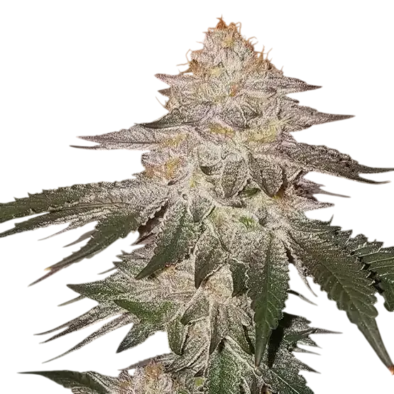 Piña Auto RBX2 | AUTOFEM | Ethos Genetics
