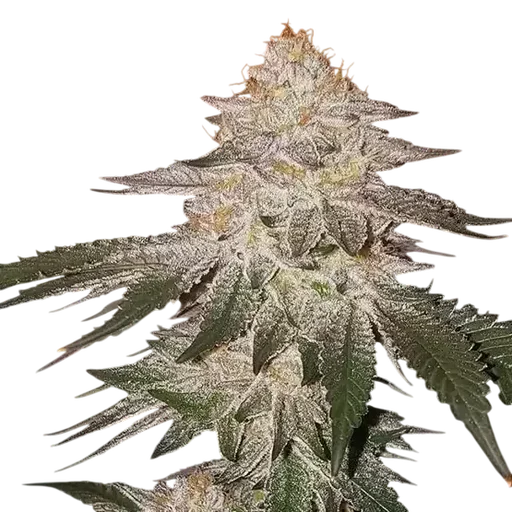 Piña Auto RBX2