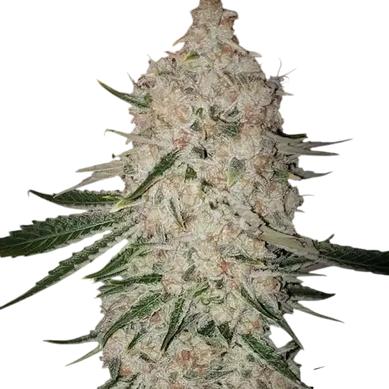 Pluto Cut Autoflower RF3 | AUTOFEM | Ethos Genetics