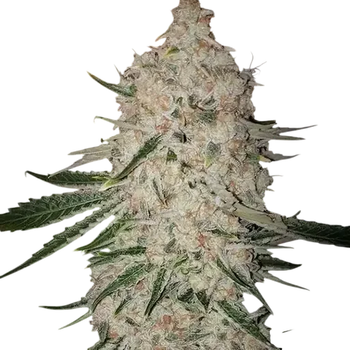 Pluto Cut Autoflower RF3