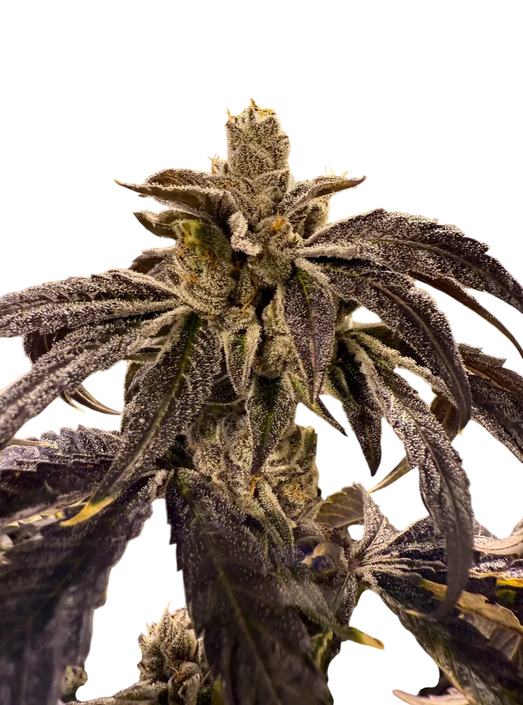 Prime Lime | PHOTOFEM | Umami Seed Co.