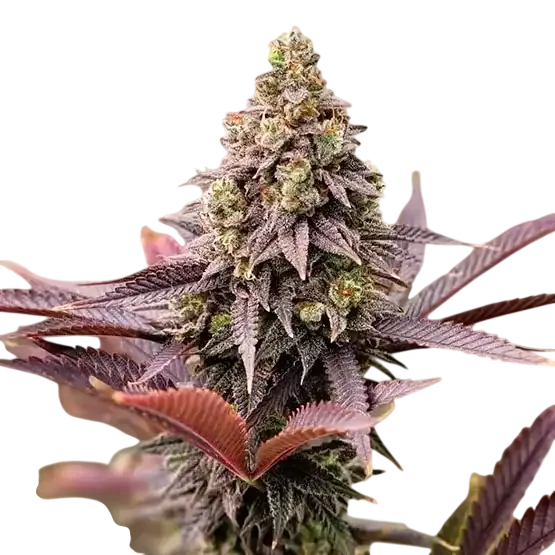 Punchberry Cookies RBX | PHOTOFEM | Ethos Genetics