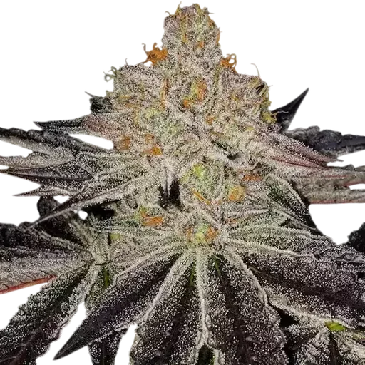 Purple Zkittlez RBX