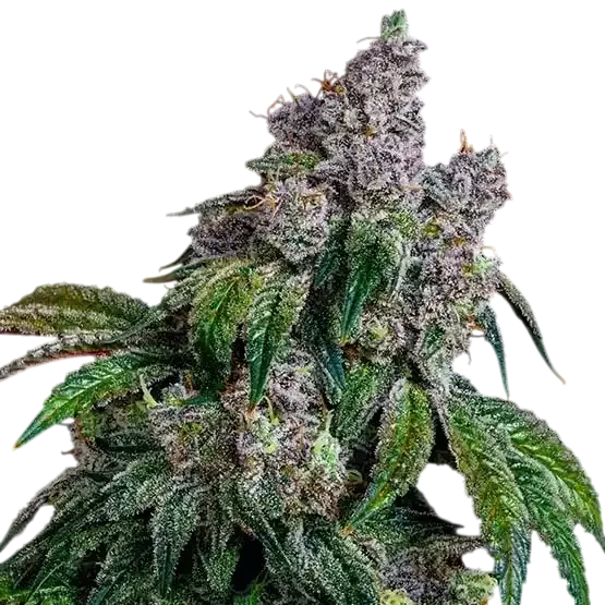 Shawty R1 | PHOTOFEM | Ethos Genetics