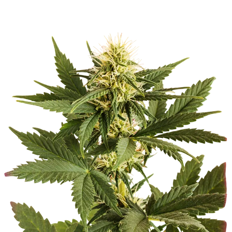 Shiskaberry | PHOTOFEM | Nirvana Seeds