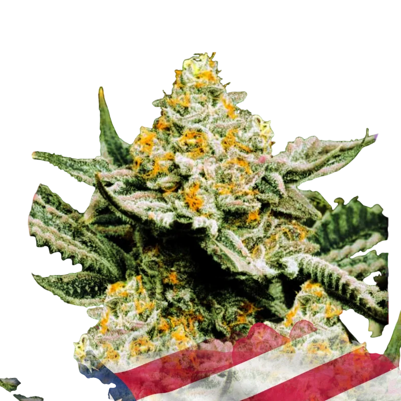 Sunset Sherbet | PHOTOFEM | Nirvana Seeds