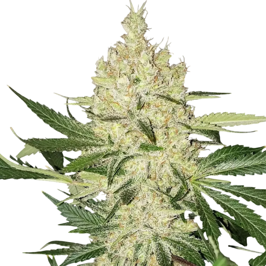 Super Lemon Haze F5 | PHOTOREG | Ethos Genetics