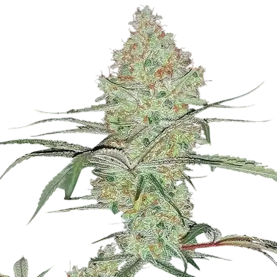 Super Lemon Haze IBL V1 | PHOTOREG | Ethos Genetics