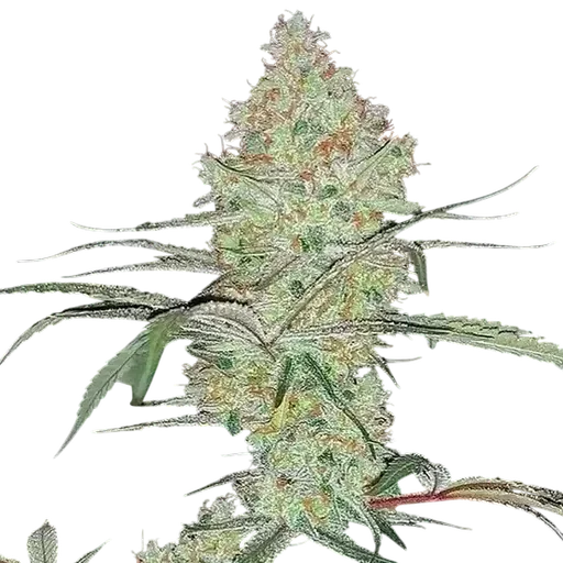 Super Lemon Haze IBL V1