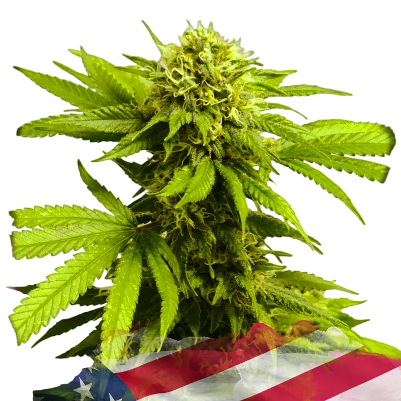 Tangie | PHOTOFEM | Nirvana Seeds