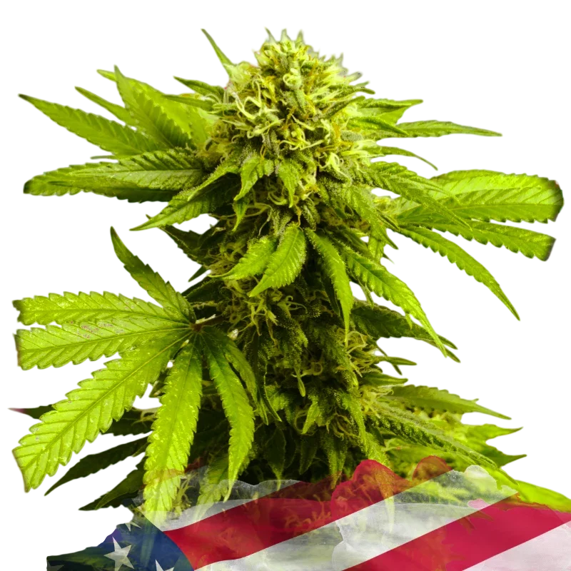 Tangie | PHOTOFEM | Nirvana Seeds