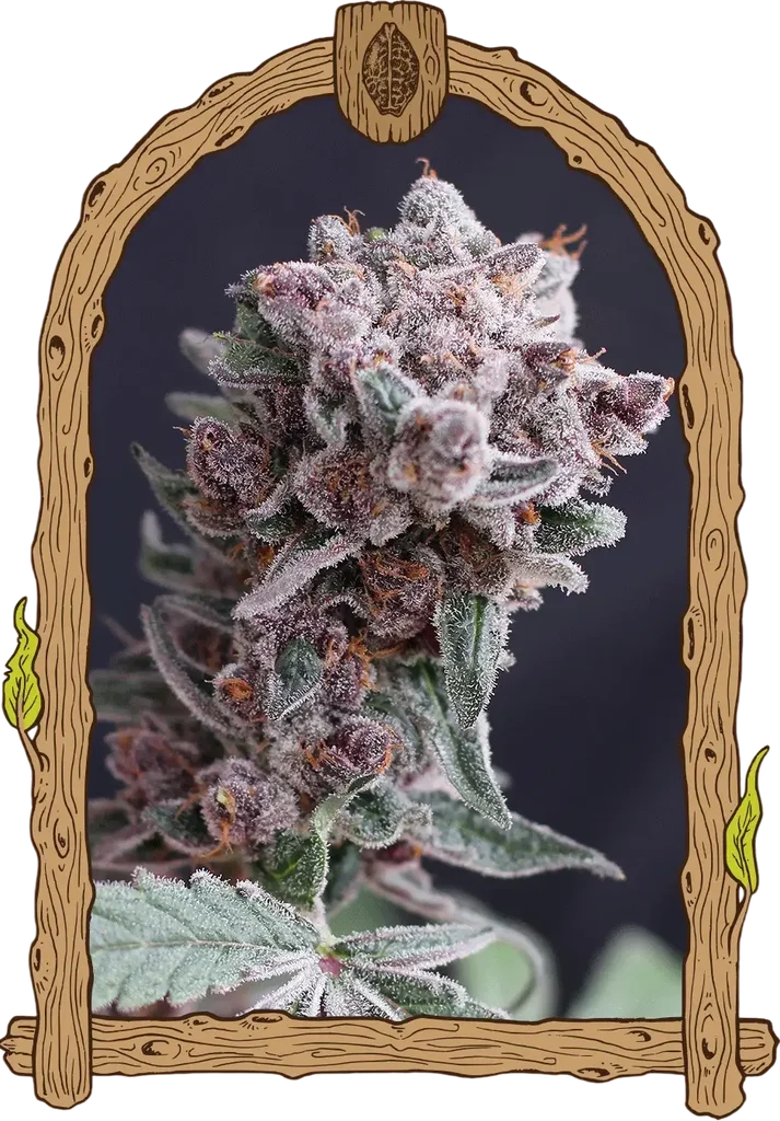 Tangie Smasher Auto | AUTOFEM | Exotic Seed