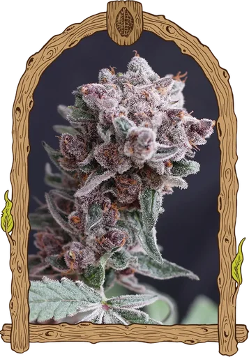Tangie Smasher Auto