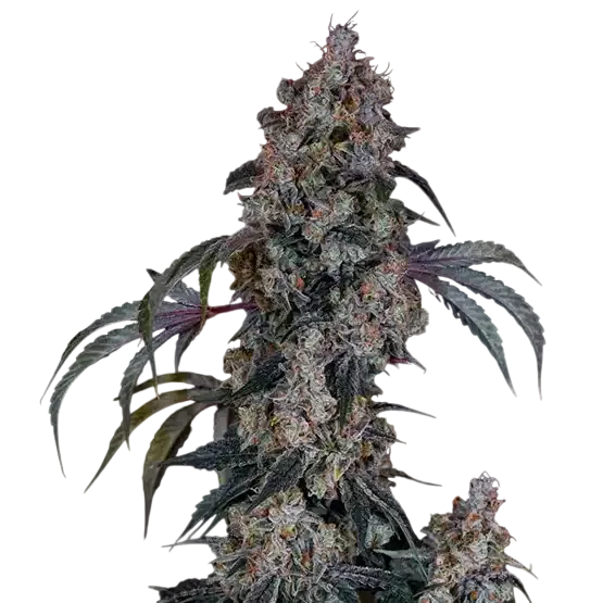 Thug Rozé R1 | PHOTOFEM | Ethos Genetics