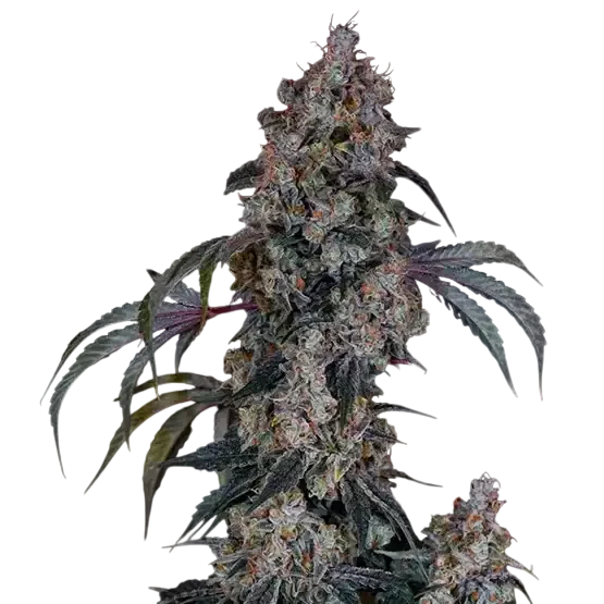 Thug Rozé R1 | PHOTOFEM | Ethos Genetics